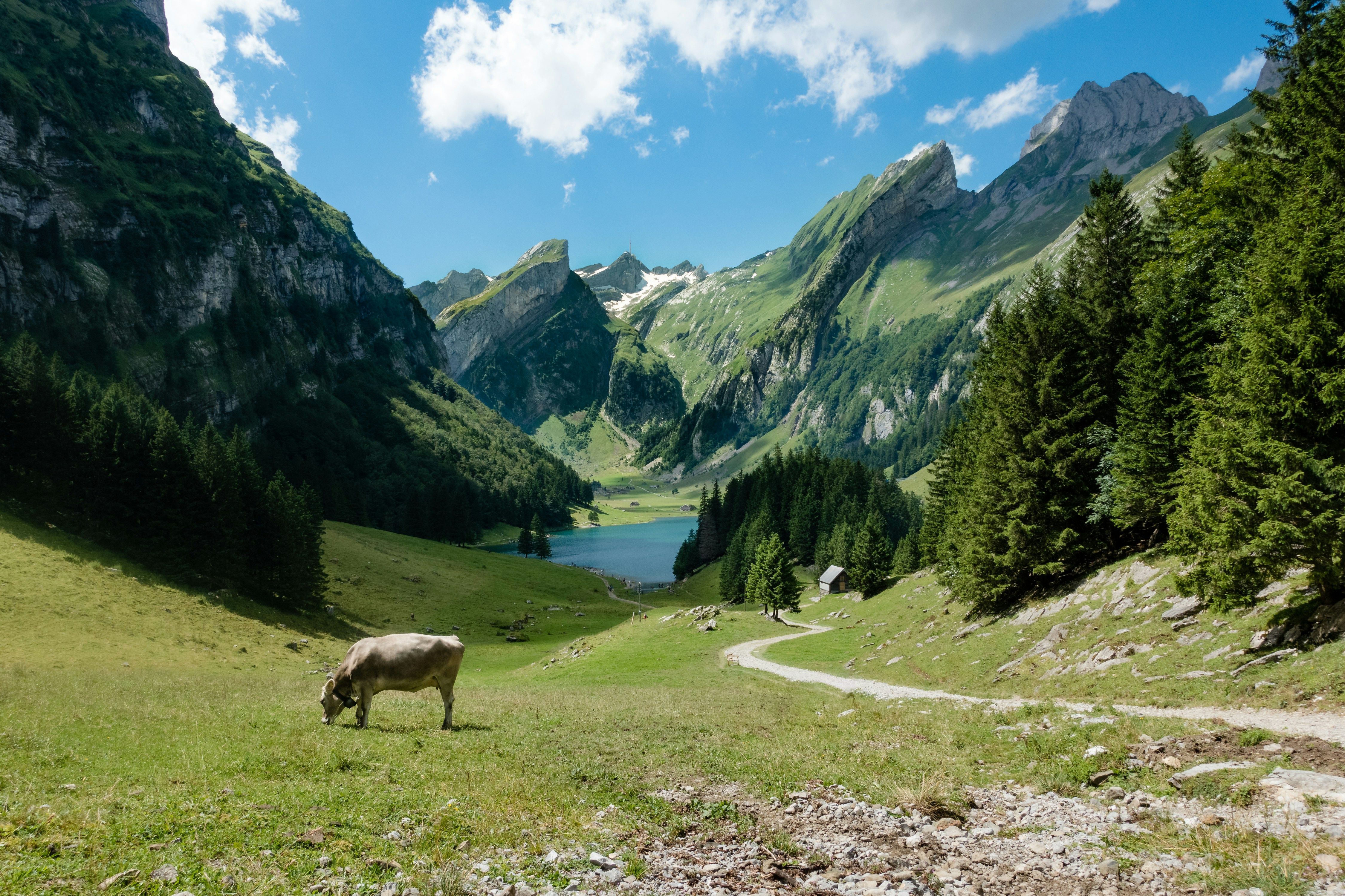 Schweizer Berglandschaft mit Kuh auf grüner Wiese
